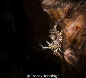 Tiger shrimp by Tracey Jennings 